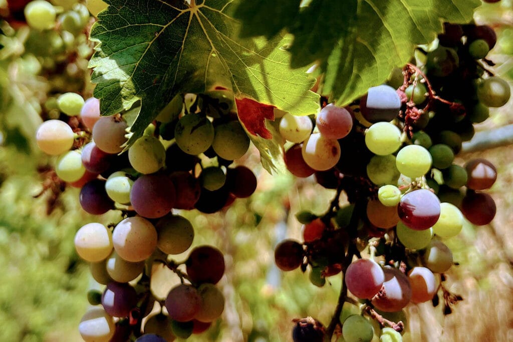 Wat is veraison?
